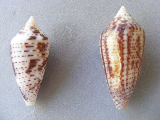 Conus mahogani