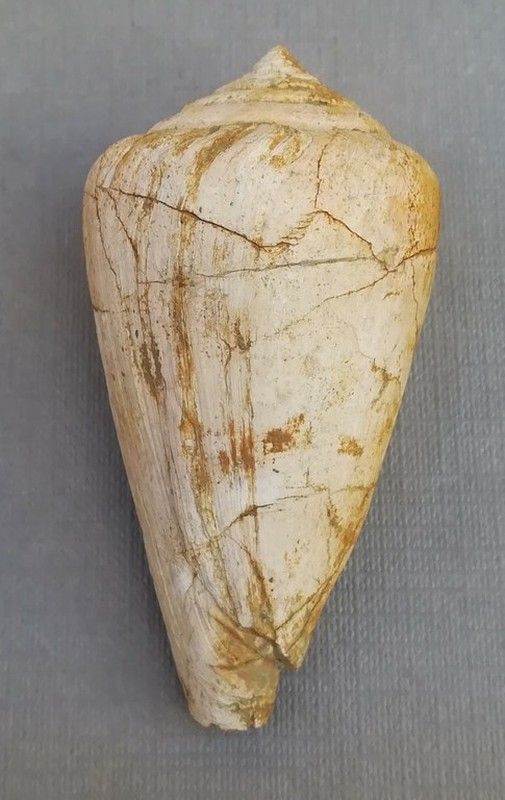 Conus mercati (Gasterópodo)
