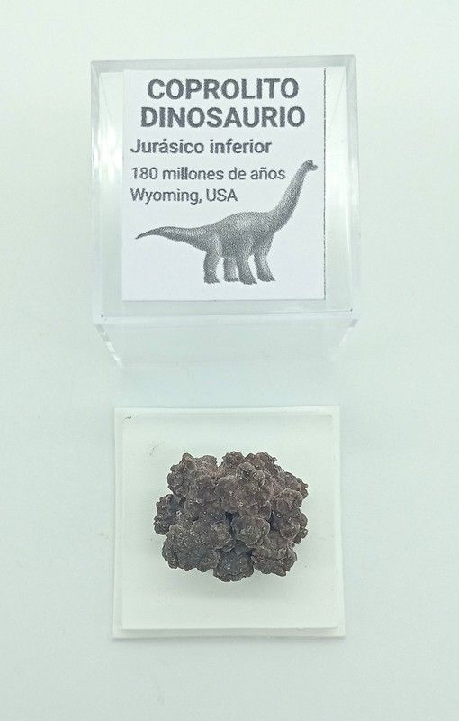 Coprolito de Dinosaurio
