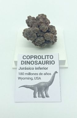 Coprolito de Dinosaurio