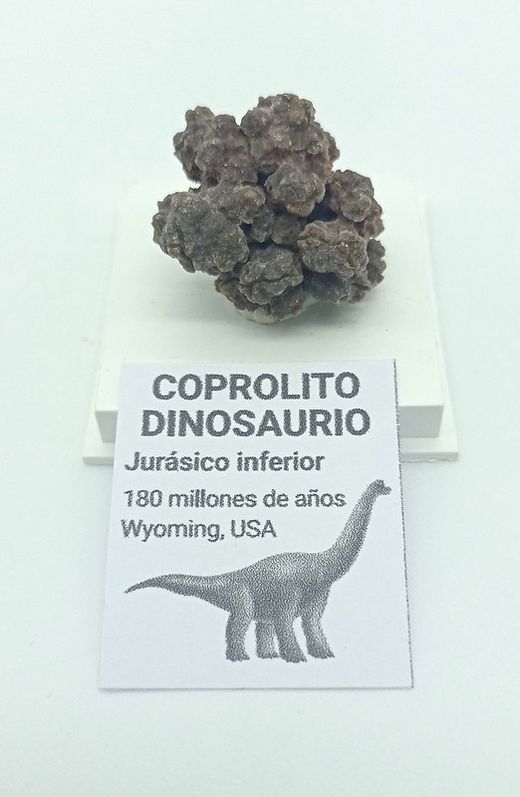 Coprolito de Dinosaurio