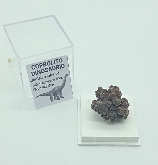 Coprolito de Dinosaurio