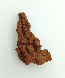 Coprolito de Tortuga - Ref.1