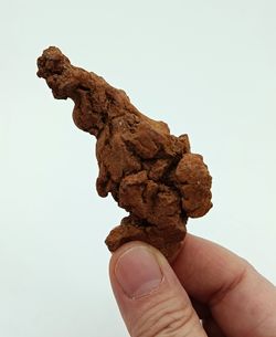 Coprolito de Tortuga - Ref.1