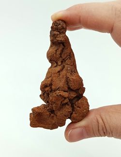 Coprolito de Tortuga - Ref.1