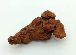 Coprolito de Tortuga - Ref.1