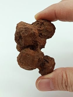 Coprolito de Tortuga - Ref.3
