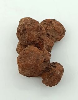Coprolito de Tortuga - Ref.3