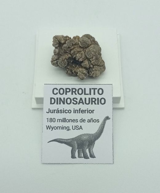 Coprolito Dinosaurio (Ref. 2)
