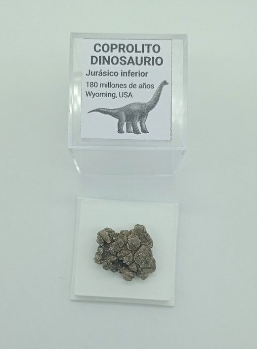 Coprolito Dinosaurio (Ref. 2)