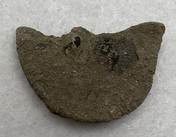 Coral Fósil Diploet