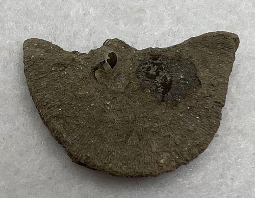 Coral Fósil Diploet