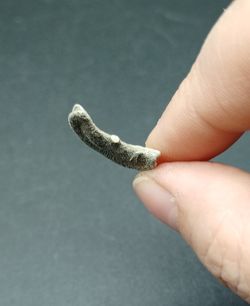 Coral Fósil "Diploctenium"
