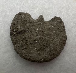 Coral Fósil Diploctenium (Coralaria)