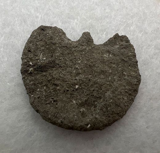 Coral Fósil Diploctenium (Coralaria)