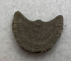 Coral Fósil Diploctenium (Ejemplar individual)