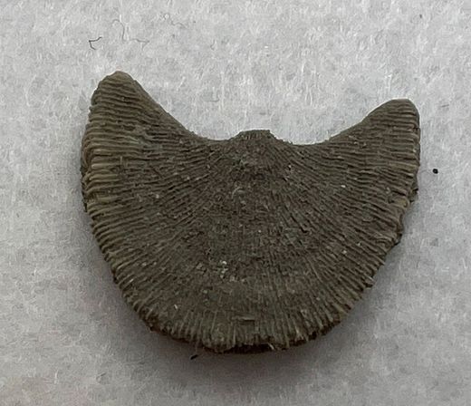 Coral Fósil Diploctenium (Ejemplar individual)