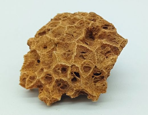 Hexagonaria bella (Coralario)