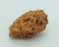 Hexagonaria bella (Coralario)