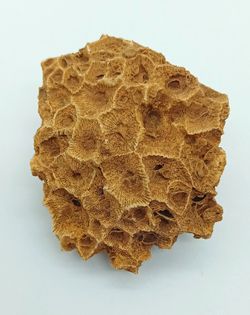 Hexagonaria bella (Coralario)