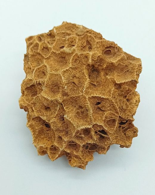 Hexagonaria bella (Coralario)