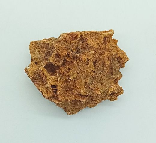 Hexagonaria bella (Coralario)