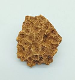 Hexagonaria bella (Coralario)