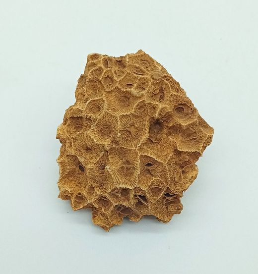 Hexagonaria bella (Coralario)