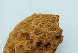 Hexagonaria bella (Coralario)