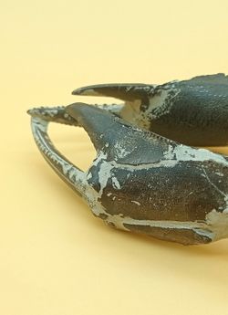 Crustáceo fósil (Thalassina emerii)