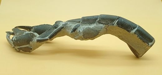 Crustáceo fósil (Thalassina emerii)