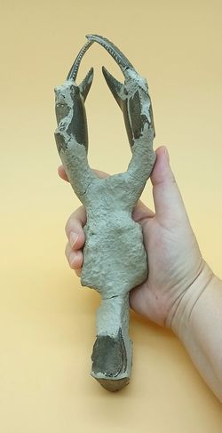 Crustáceo fósil (Thalassina emerii)