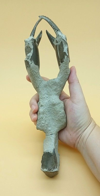 Crustáceo fósil (Thalassina emerii)