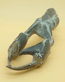 Crustáceo fósil (Thalassina emerii)