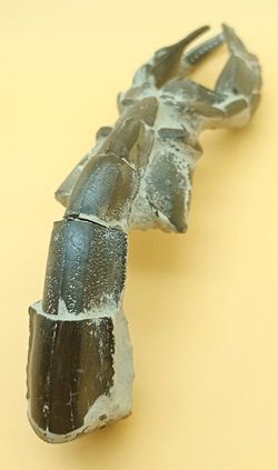 Crustáceo fósil (Thalassina emerii)