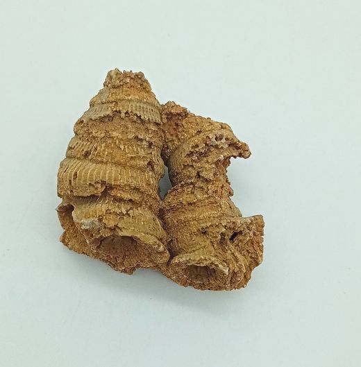 Cylindrophyllum compactum (Coralario)