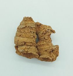 Cylindrophyllum compactum (Coralario)