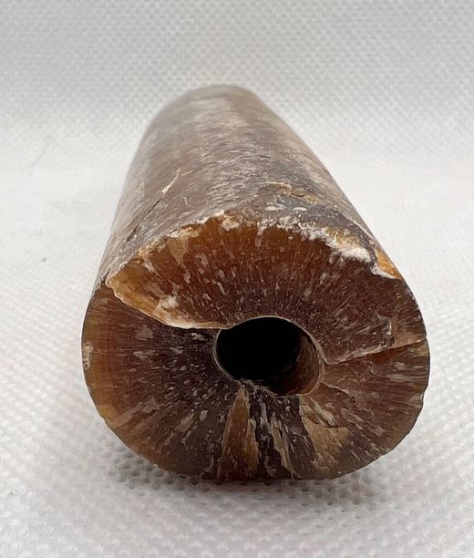 Cylindroteuthis oweni (Belemnites)