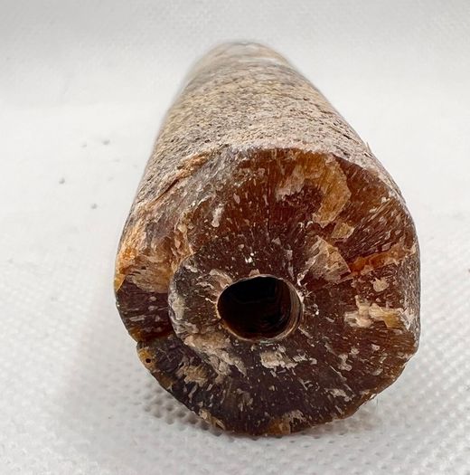 Cylindroteuthis oweni (Belemnites)