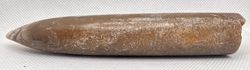 Cylindroteuthis oweni (Belemnites)