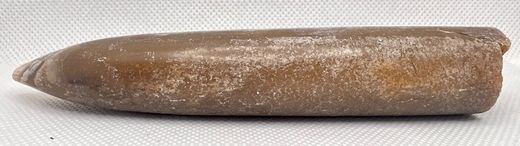 Cylindroteuthis oweni (Belemnites)