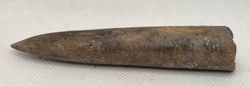 Cylindroteuthis oweni (Belemnites)