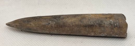 Cylindroteuthis oweni (Belemnites)