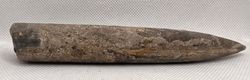 Cylindroteuthis oweni (Belemnites)
