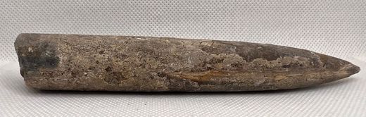 Cylindroteuthis oweni (Belemnites)