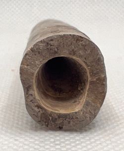 Cylindroteuthis oweni (Belemnites)