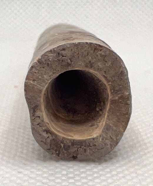 Cylindroteuthis oweni (Belemnites)