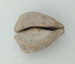 Cypraea caputviperae