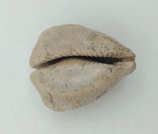 Cypraea caputviperae