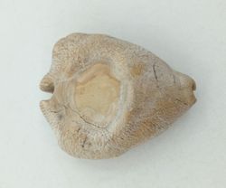 Cypraea caputviperae
